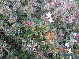 Abelia x grandiflora 'Confetti' Abelia x grandiflora 'Confetti'