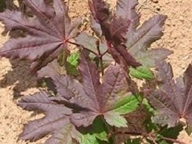 A Vine Maple with unique purple leaves.