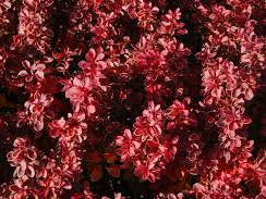 Berberis thunbergii 'Adminrati' Berberis thunbergii 'Adminrati'