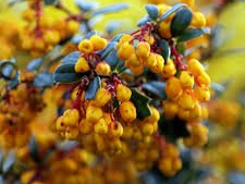 Berberis darwinii Berberis darwinii