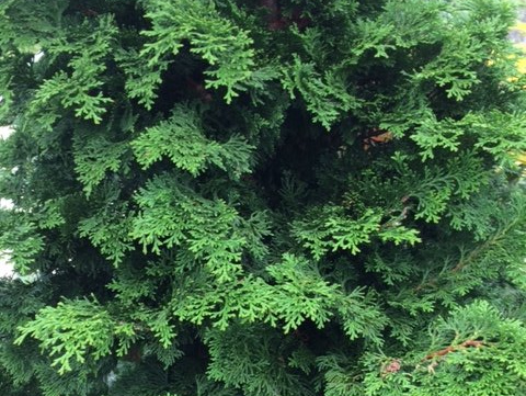 Chamaecyparis obtusa 'Gracilis' Chamaecyparis obtusa 'Gracilis'