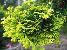 Chamaecyparis obtusa 'Aurea' Chamaecyparis obtusa 'Aurea'