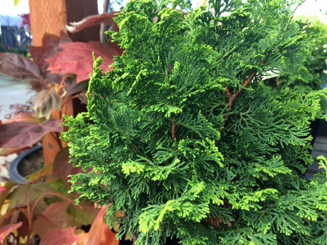 Chamaecyparis obtusa 'Rainbow' Chamaecyparis obtusa 'Rainbow'
