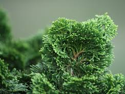 Chamaecyparis obtusa 'Well's Special' Chamaecyparis obtusa 'Well's Special'