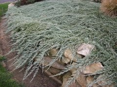 Juniperus horizontalis 'Pancake' Juniperus horizontalis 'Pancake'