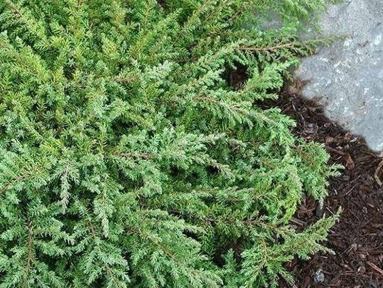 Juniperus communis 'Green Carpet' Juniperus communis 'Green Carpet'