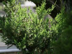 Juniperus chinensis 'Torulosa' Juniperus chinensis 'Torulosa'