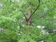 Metasequoia glyptostroboides Metasequoia glyptostroboides