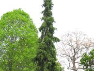 Picea omorika 'Bruns' Picea omorika 'Bruns'