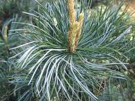 Pinus sylvestris 'Glauca Nana' Pinus sylvestris 'Glauca Nana'