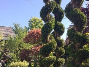 Thuja occidentalis 'Smaragd Spirals' Thuja occidentalis 'Smaragd Spirals'