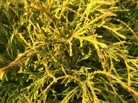 Chamaecyparis pisifera 'Gold Mops' Chamaecyparis pisifera 'Gold Mops'