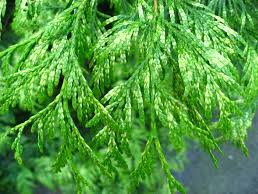 Thuja plicata 'Zebina' Thuja plicata 'Zebina'