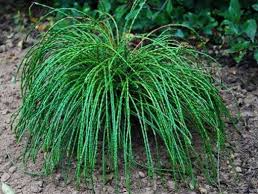 Thuja plicata 'Whipcord' Thuja plicata 'Whipcord'