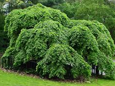 Ulmus glabra 'Camperdownii'