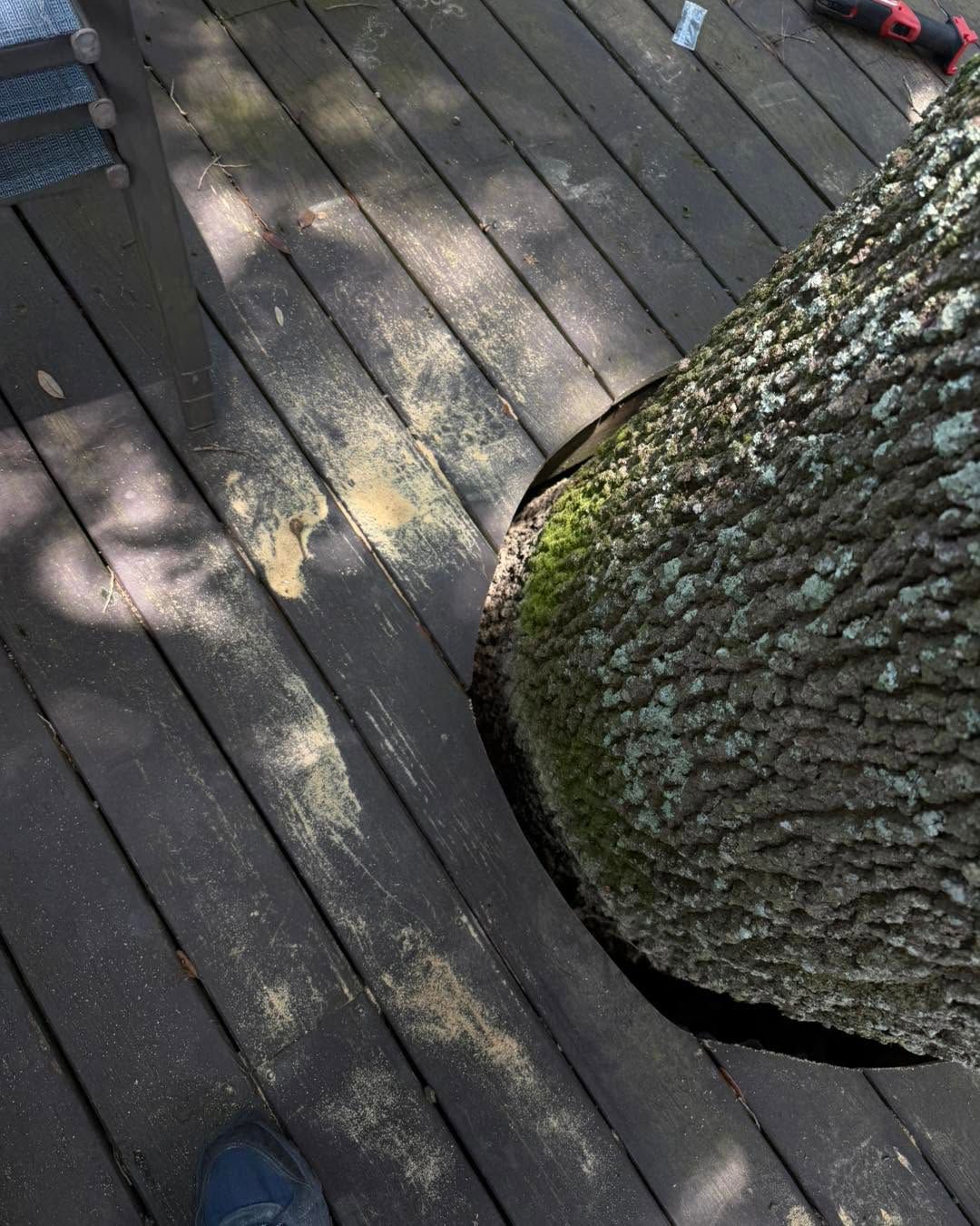 Large tree trunk beside weathered wooden deck boards in dappled sunlight