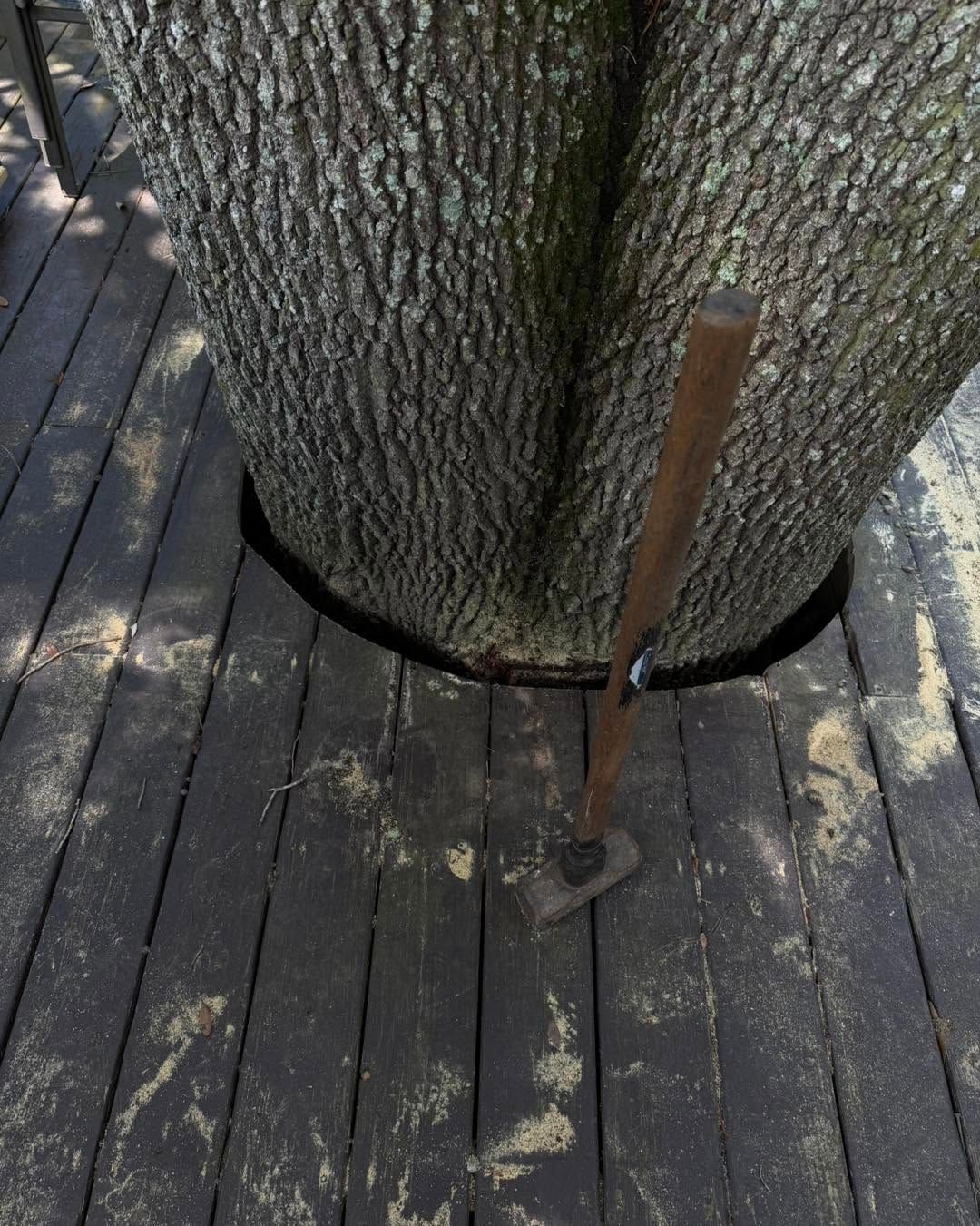 Large tree trunk growing through a wooden deck, with a shovel leaning beside it.