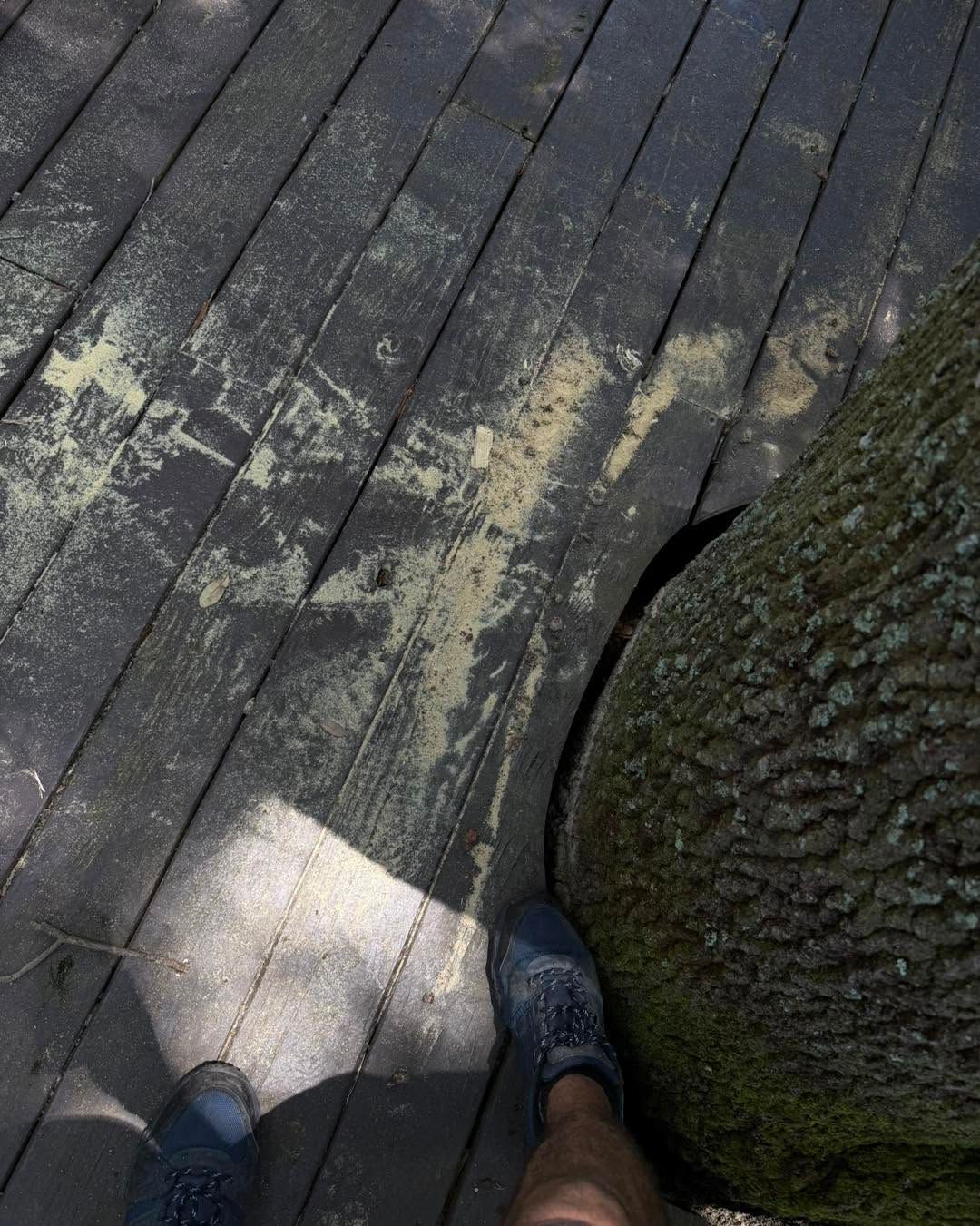 Person standing on weathered wooden deck beside a large tree trunk, with a foot in view and sunlight on the boards