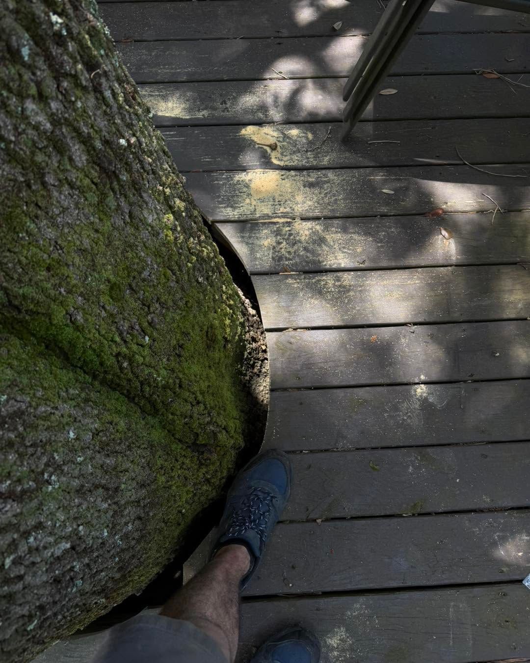 Looking down beside a large tree trunk on a wooden deck, with a foot in a blue shoe visible.