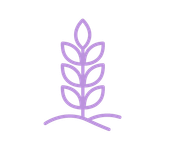 Purple wheat stalk icon on a white background