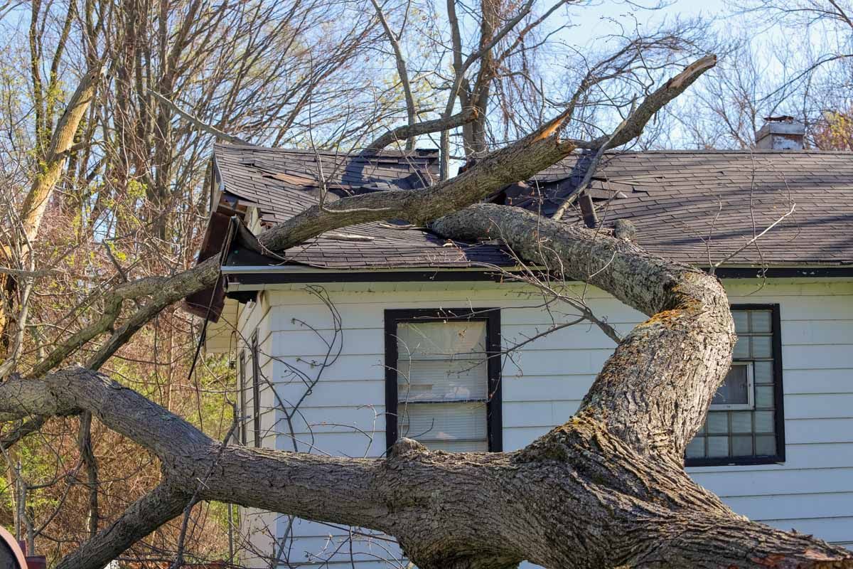 Large fallen tree limb over white house roof near a window, with bare trees in the background