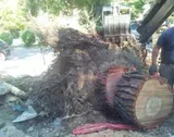 Un grande tronco d'albero sradicato con le sue radici, con una persona in piedi accanto, all'aperto.