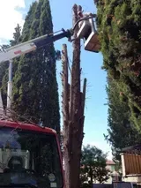 Piattaforma per la potatura degli alberi che rimuove i rami più alti accanto a un camion rosso e alberi sempreverdi.