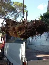 Un grosso albero è stato sradicato e caricato su un camion in una zona esterna soleggiata.