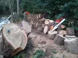 Un mucchio di tronchi tagliati e legna da ardere accatastati all'aperto accanto a un sentiero sterrato e a delle rocce.