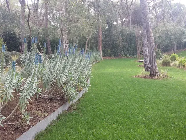 Un giardino lussureggiante con prato verde, alberi ad alto fusto e un'aiuola di piante verde-azzurre lungo un bordo curvo.