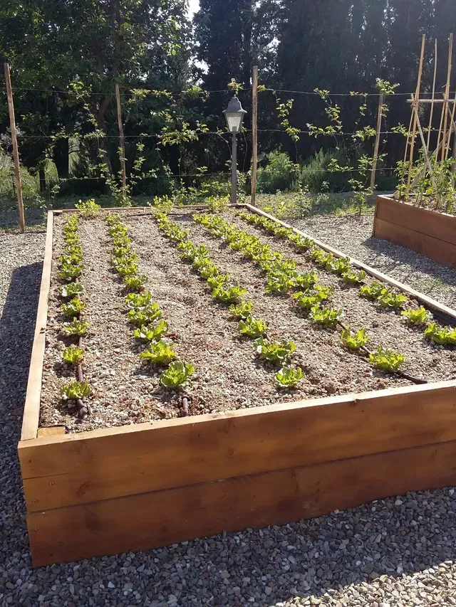 Aiuola rialzata con file di piccole piantine verdi in un giardino esterno soleggiato.
