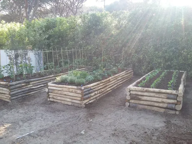 Tre aiuole rialzate in legno con giovani piante in un cortile soleggiato.