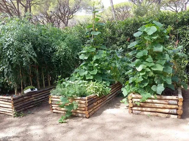Aiuole rialzate in legno, ricoperte da rigogliose piante rampicanti, in un'area giardino esterna.
