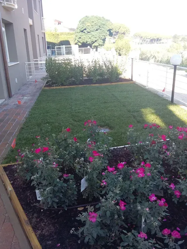 Patio dell'appartamento con prato verde e fiori rosa accanto a un edificio e una recinzione.