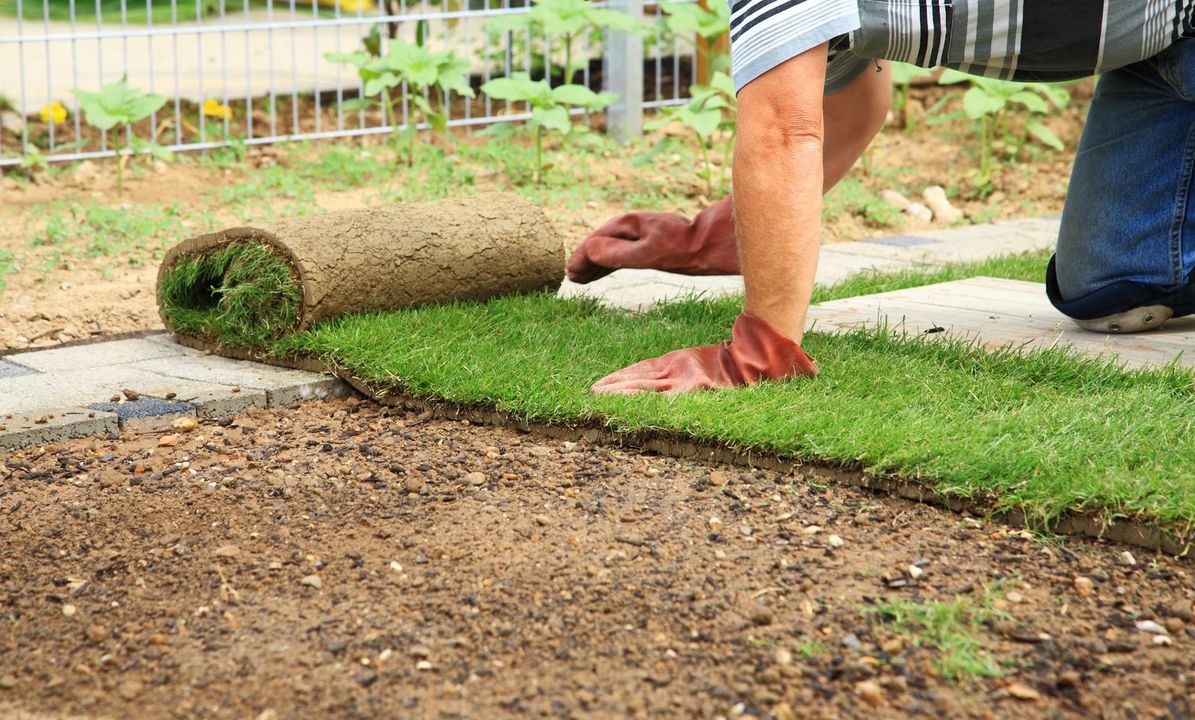 Un operaio srotola delle zolle di prato verde lungo il bordo di un giardino, accanto a un sentiero sterrato.