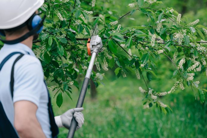 Un operaio pota i rami di un albero con una sega telescopica in un giardino verde.