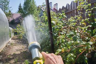 Innaffiare a mano un sentiero in giardino, accanto a piante verdi e una recinzione, sotto un sole splendente.