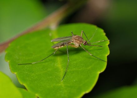 Zanzara posata su una foglia verde brillante su uno sfondo sfocato
