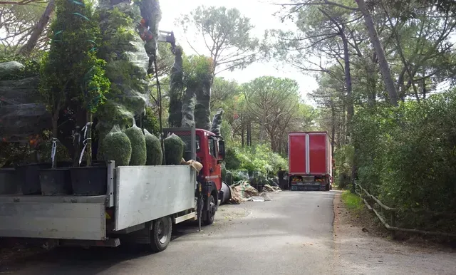 Camion rossi carichi di arbusti in vaso percorrono una stretta strada alberata.