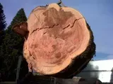 Un grosso tronco d'albero tagliato, con gli anelli di crescita ben visibili, è illuminato dalla luce del sole all'aperto, vicino a un edificio.