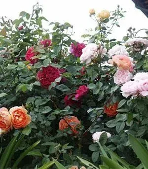Un gruppo di rose in fiore nei toni del rosso, del rosa, dell'arancione e del bianco, immerse in una fitta vegetazione verde.