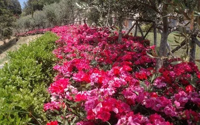 Lungo un sentiero del giardino, tra arbusti e alberi verdi, sbocciano fiori rosa e bianchi.