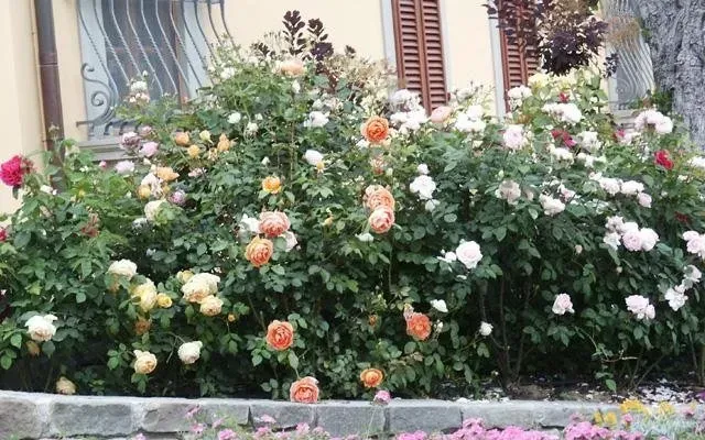 Aiuole in giardino accanto a una casa, cespugli di rose in fiore con fiori rosa, bianchi e color pesca.