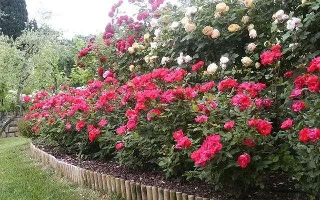 Sentiero del giardino fiancheggiato da vivaci cespugli di rose rosse e bianche in fiore
