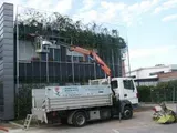 Un operaio, a bordo di una piattaforma elevatrice montata su un camion, pota le piante rampicanti sulla facciata di un edificio.