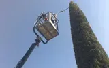 Una piattaforma elevatrice solleva un operaio accanto a un albero alto e stretto, stagliandosi contro un cielo azzurro.