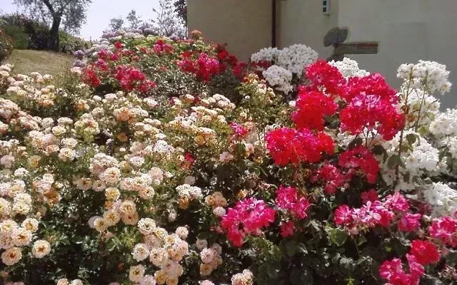 Un'aiuola accanto a una casa è ricoperta di fiori rosa, bianchi e color crema in piena fioritura.