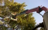 Il braccio di una gru si estende tra le fronde di un albero, sollevando una persona in una piattaforma elevatrice.
