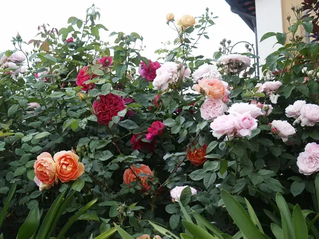 Un giardino di rose in fiore nei toni del rosso, del rosa, del pesca e del bianco, tra rigogliose foglie verdi.