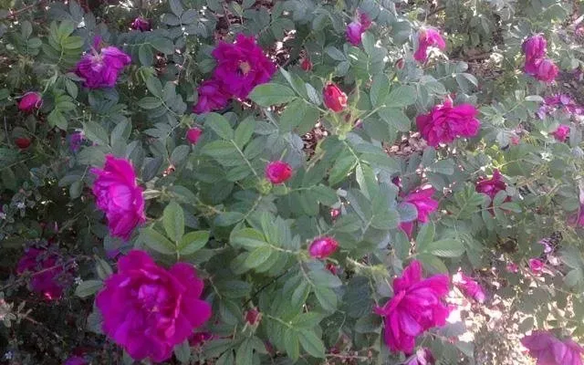 Rose rosa acceso che sbocciano tra una fitta vegetazione verde.